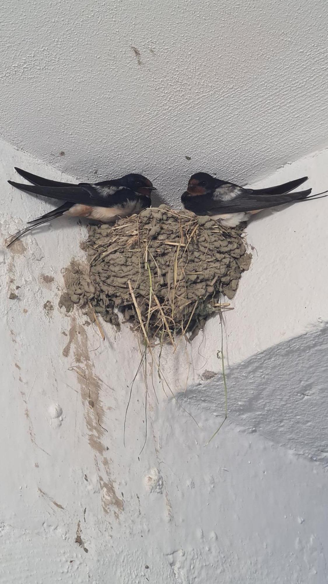 Dei Cozy Apartment Shkodër Buitenkant foto